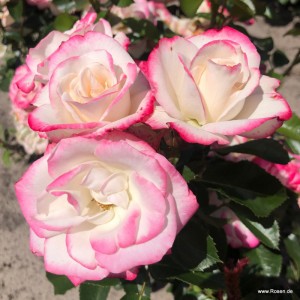 ART DECO (floribunda)